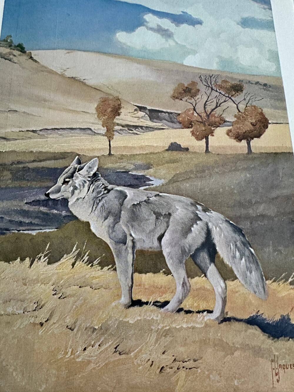 The Coyote by Francis Lee Jaques Wildlife Bookplate Art Print ~ 260509-WH 173
